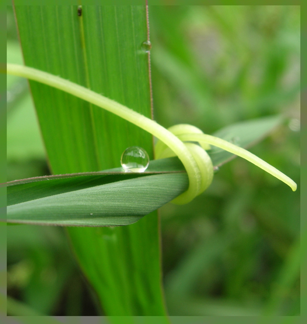 雨后 摄影 指甲刀