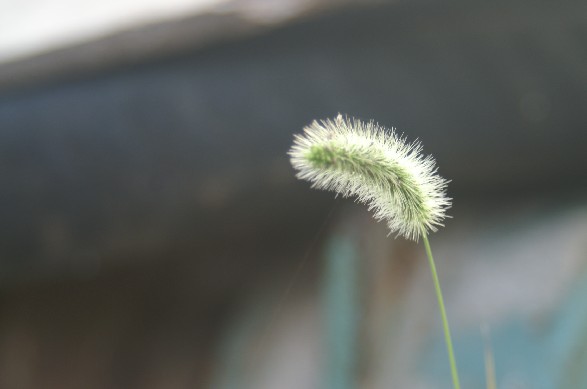 一株狗尾巴草 摄影 风从江阴来