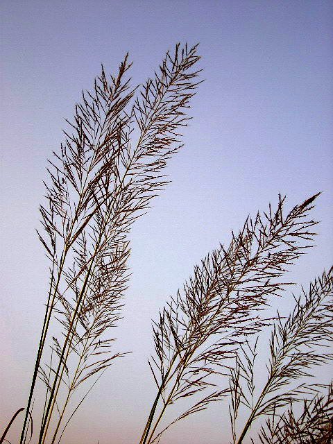 芦苇 摄影 风帆