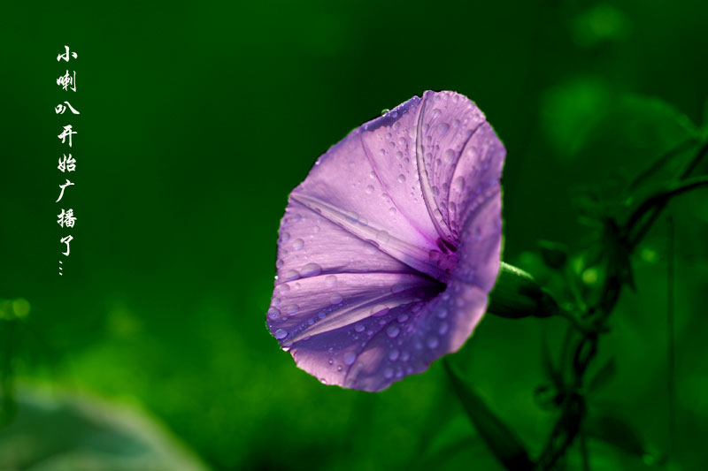 牵牛花 摄影 伊然