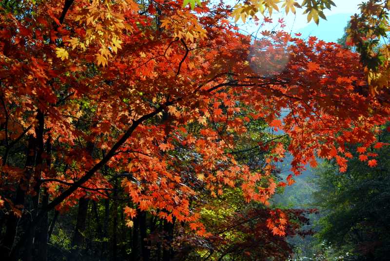 枫叶 摄影 逛原野