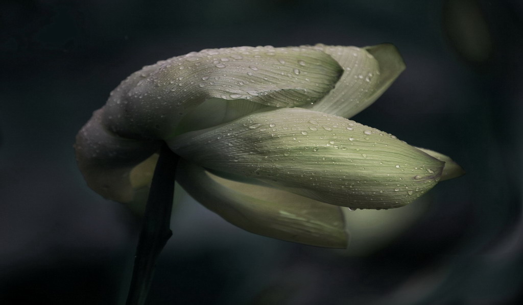 雨荷 摄影 茜茜公主