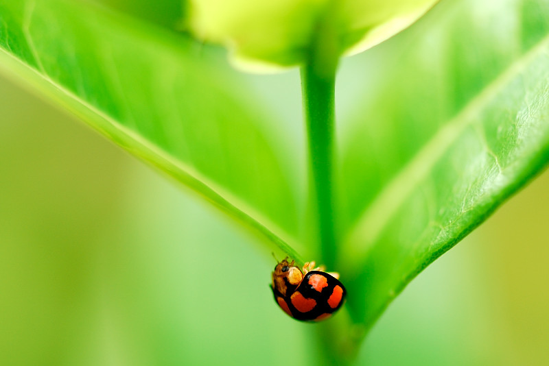 Ladybug 摄影 KWTAN