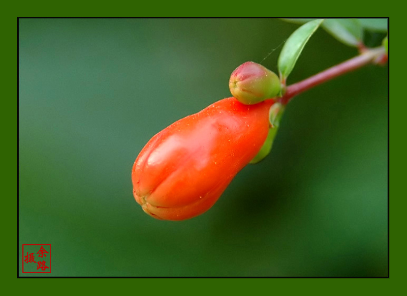 小石榴花蕾 摄影 余路