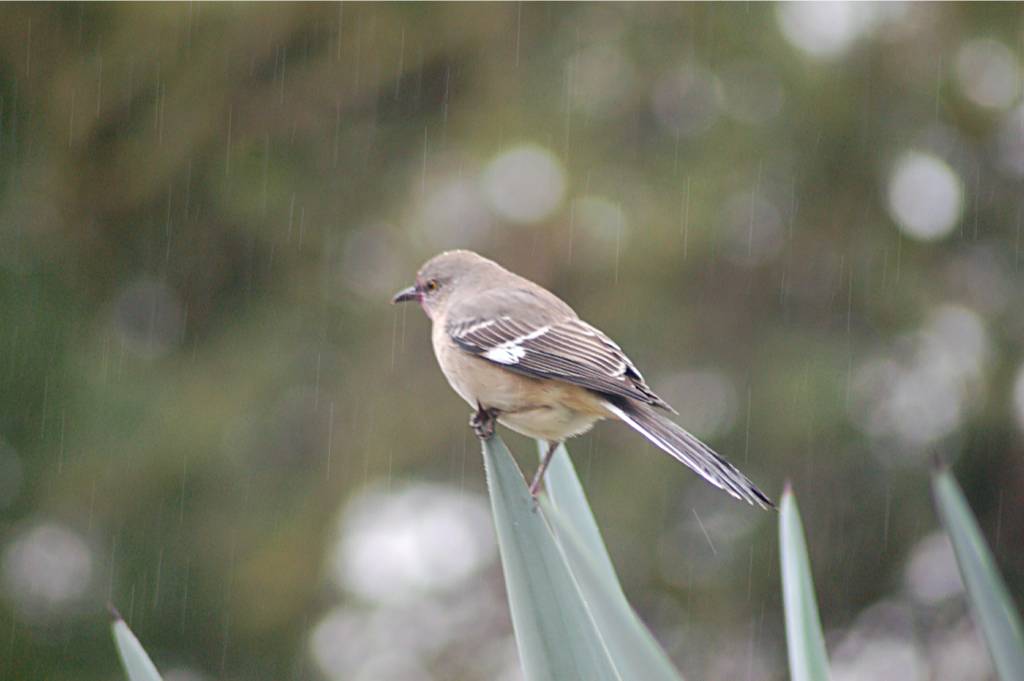 bird-242 摄影 fengsheng