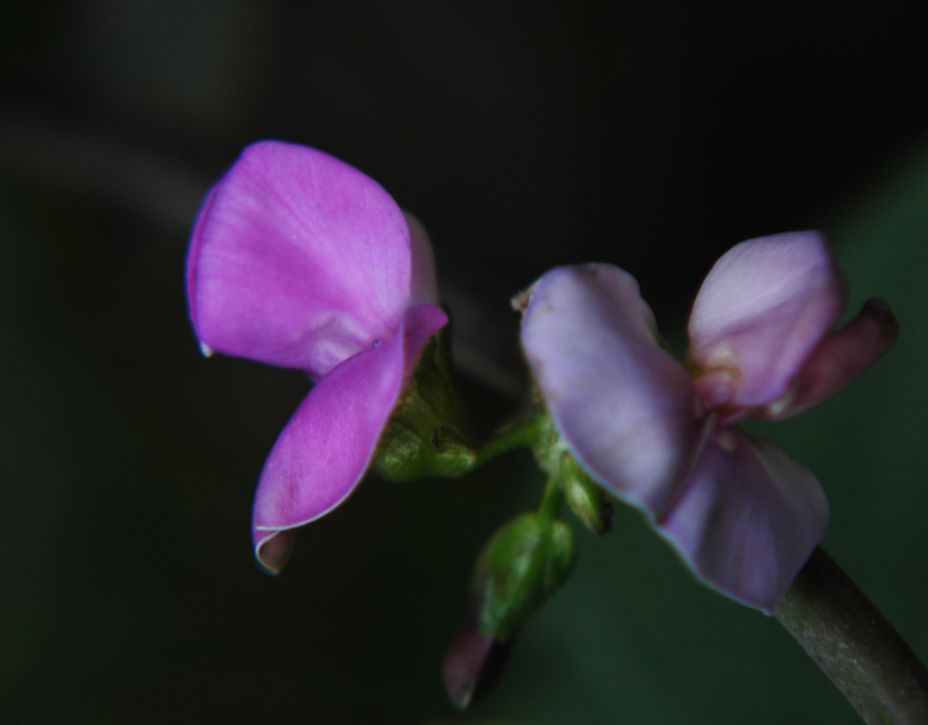 豆角花 摄影 丁香花