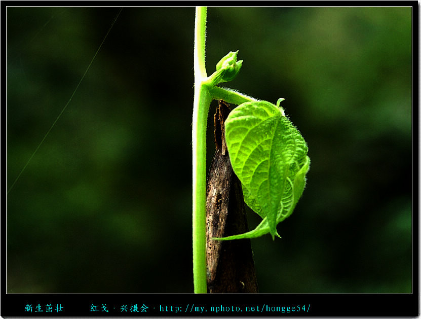 新叶 摄影 红戈