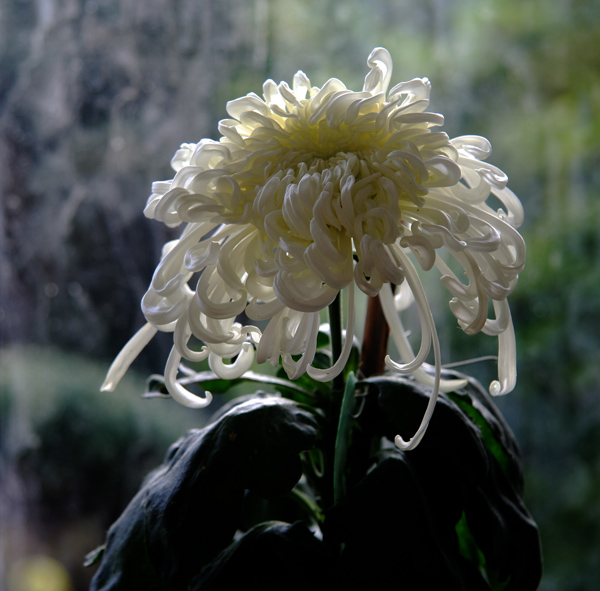 菊韵3 摄影 松雪