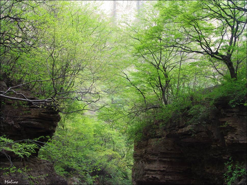 82.云台山·春之树韵·舞动 摄影 马里奥MALIAO