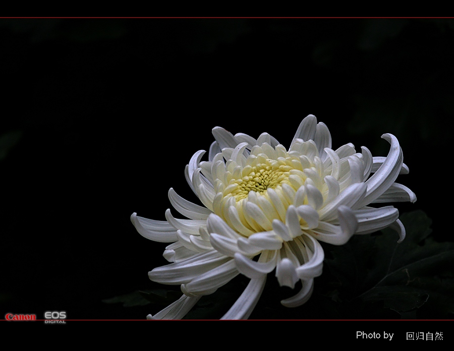 秋菊 摄影 回归-自然