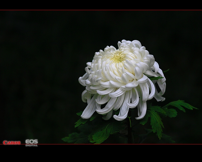 秋菊 摄影 回归-自然