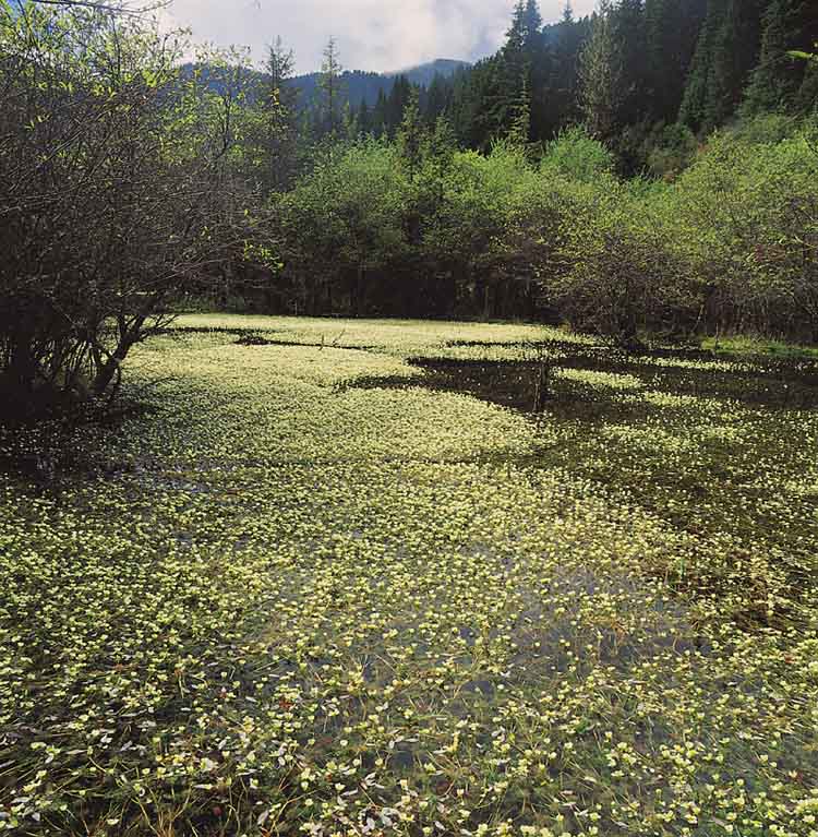 花海 摄影 田江