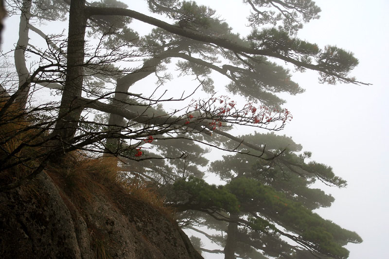 《黄山秋色》 摄影 阿亮南京