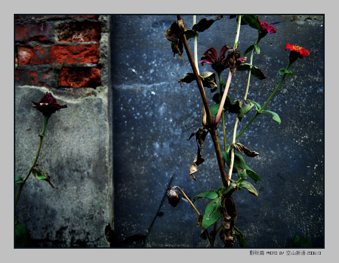 野秋菊，200610四明山 摄影 空山