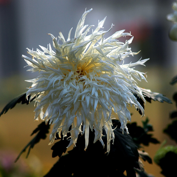 菊3 摄影 研究