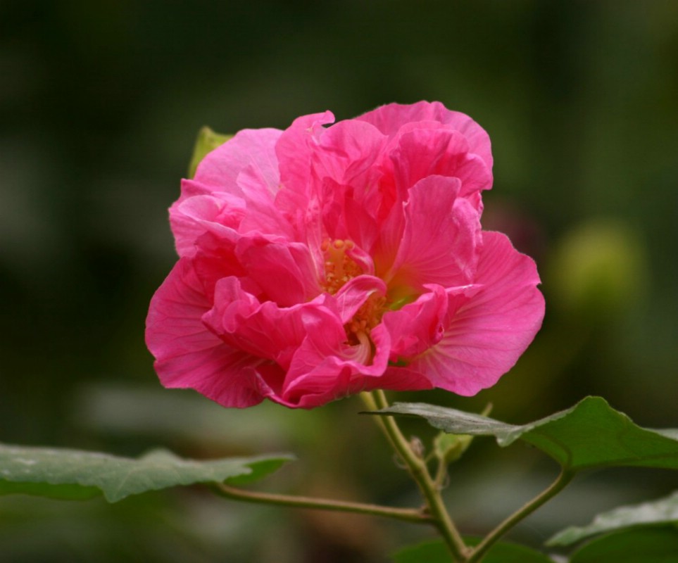 芙蓉花开 摄影 e海水手