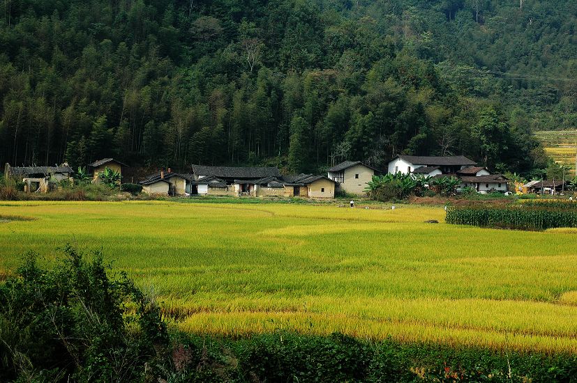 金秋季节 摄影 langaa