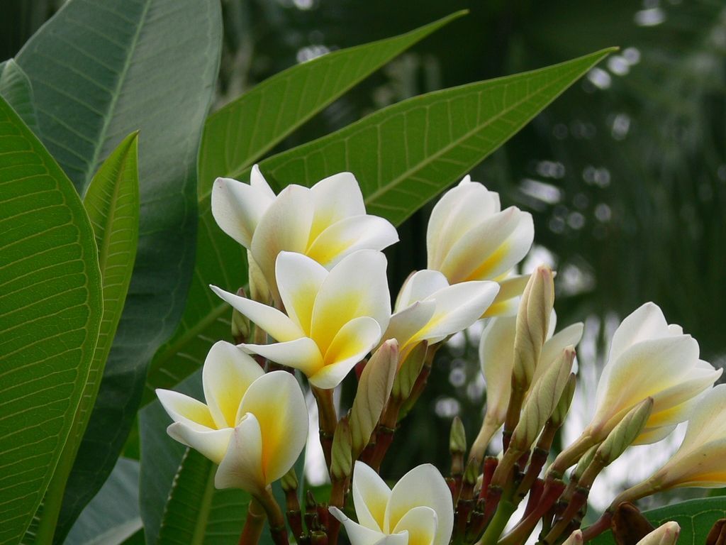 花之韵 摄影 山草