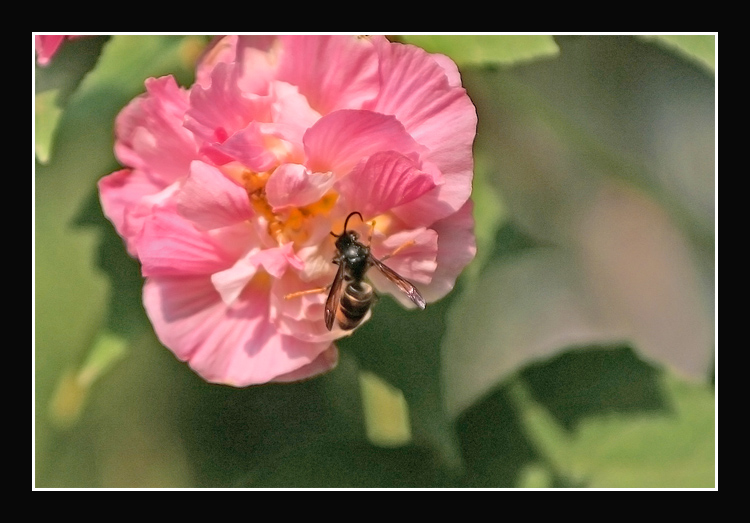 芙蓉与蜜蜂 摄影 QF44136