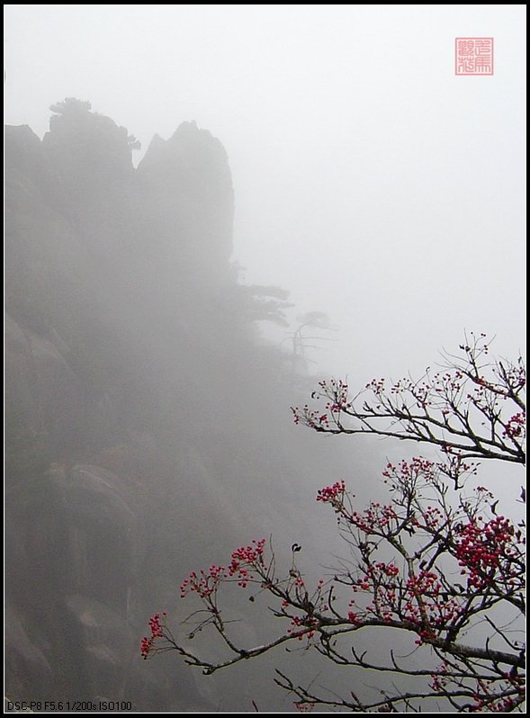 黄山雾里几枝红 摄影 走马观花