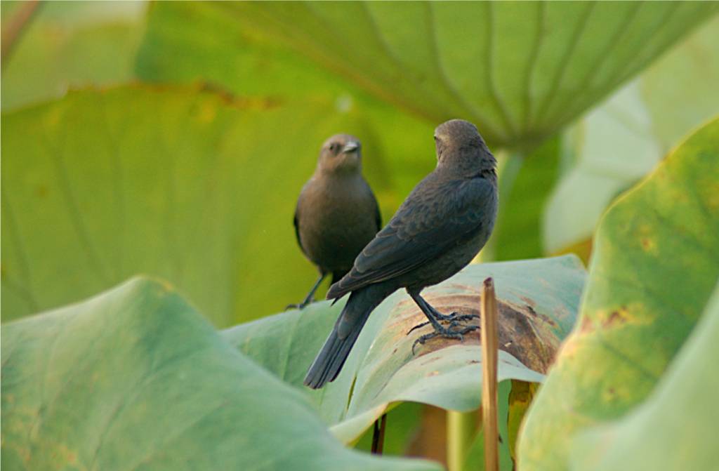 bird-268 摄影 fengsheng