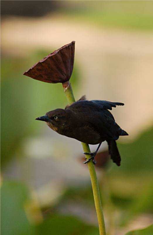 bird-270 摄影 fengsheng