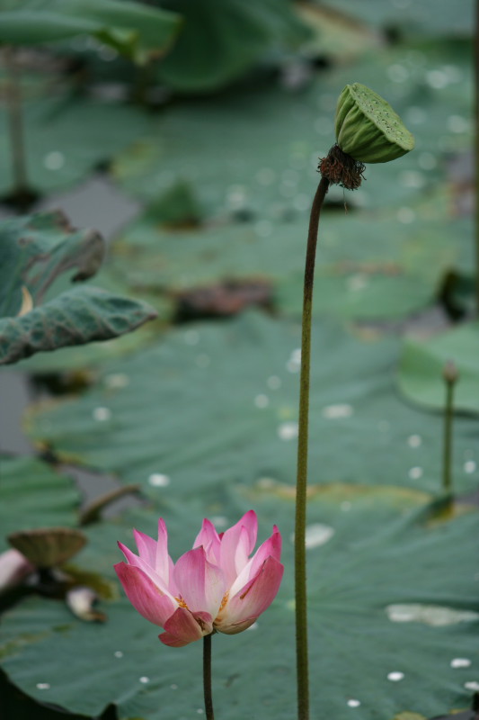 落花结果 摄影 思念藏匿