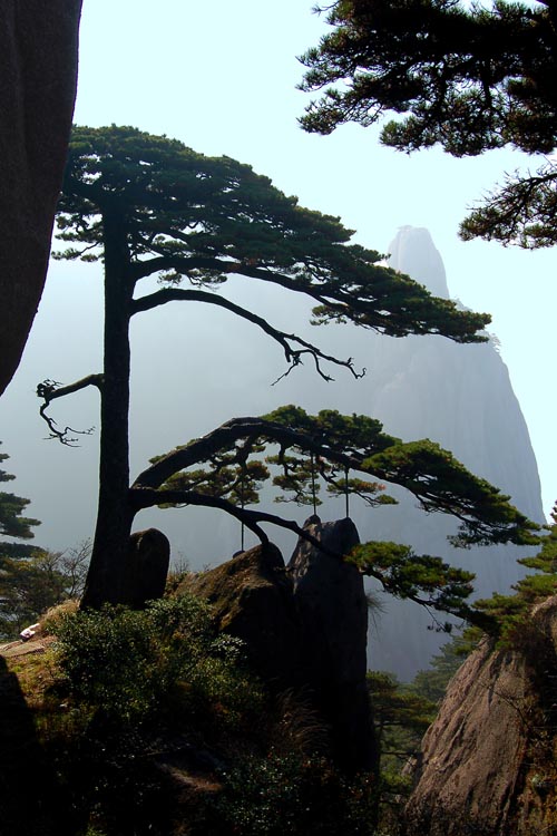 迎客松 摄影 云青欲雨