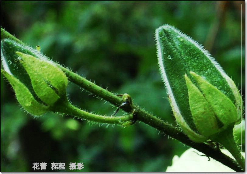 花蕾 摄影 夕阳程程