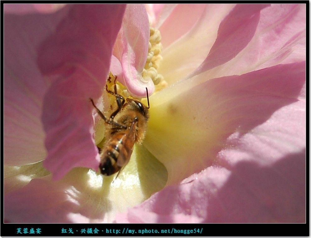 芙蓉盛宴 摄影 红戈