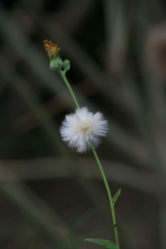 花草 摄影 开诚相见