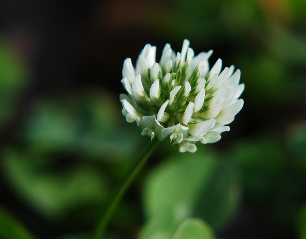 无名小花 摄影 丁香花