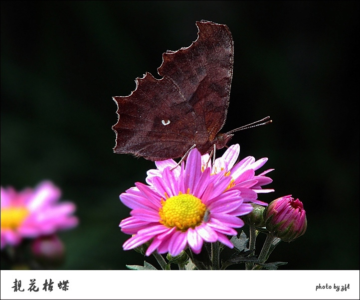 靓花枯蝶 摄影 阿乐