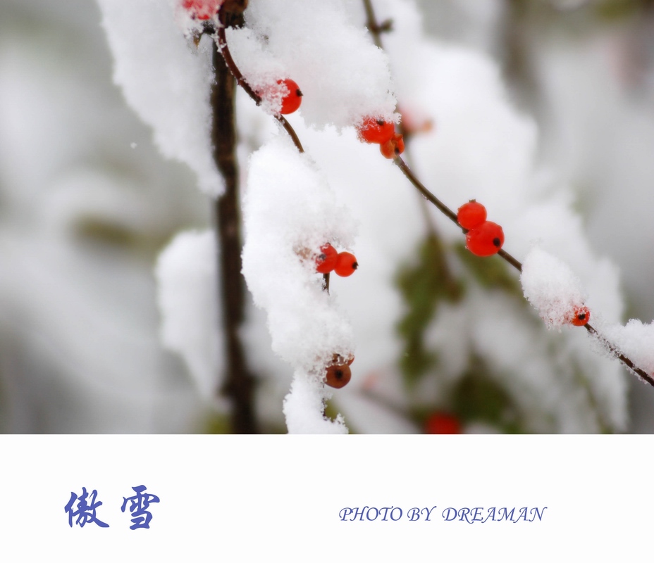 傲雪 摄影 FLY11