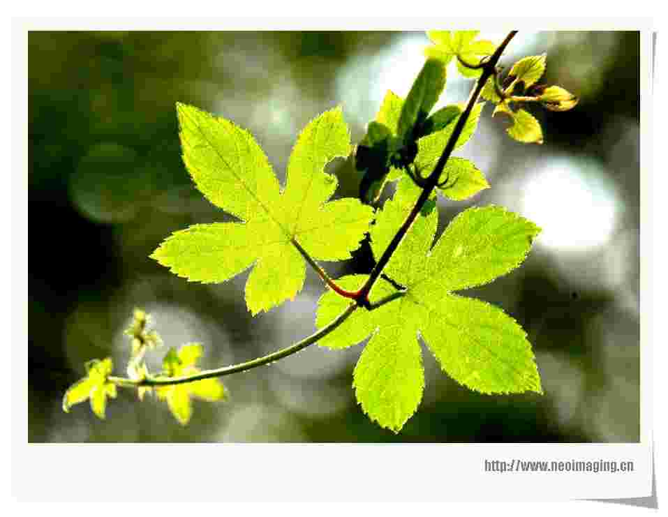 植物叶子 摄影 国泰平安