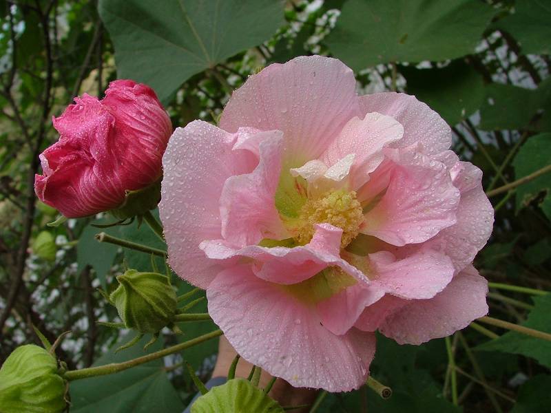 芙蓉花 摄影 lsb