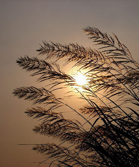 夕阳 摄影 风帆