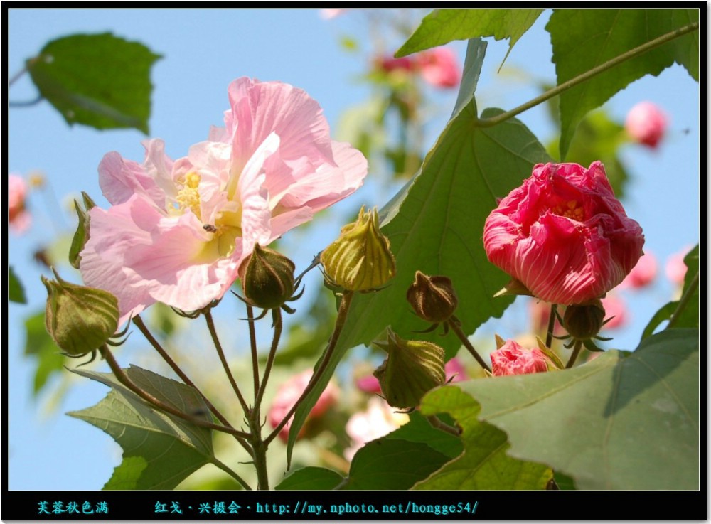 芙蓉秋色满 摄影 红戈