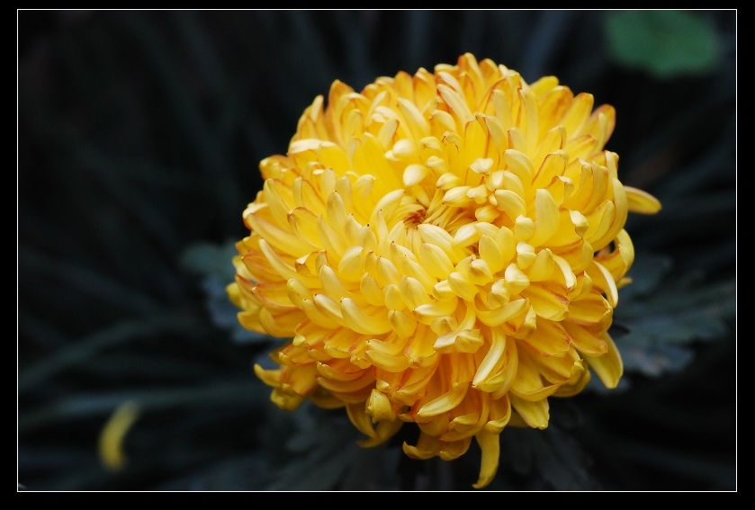 黄金甲 摄影 芭蕉雨