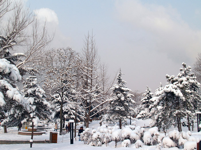 雪压青松 摄影 平淡似水