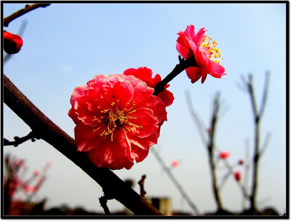 梅花 摄影 老来学