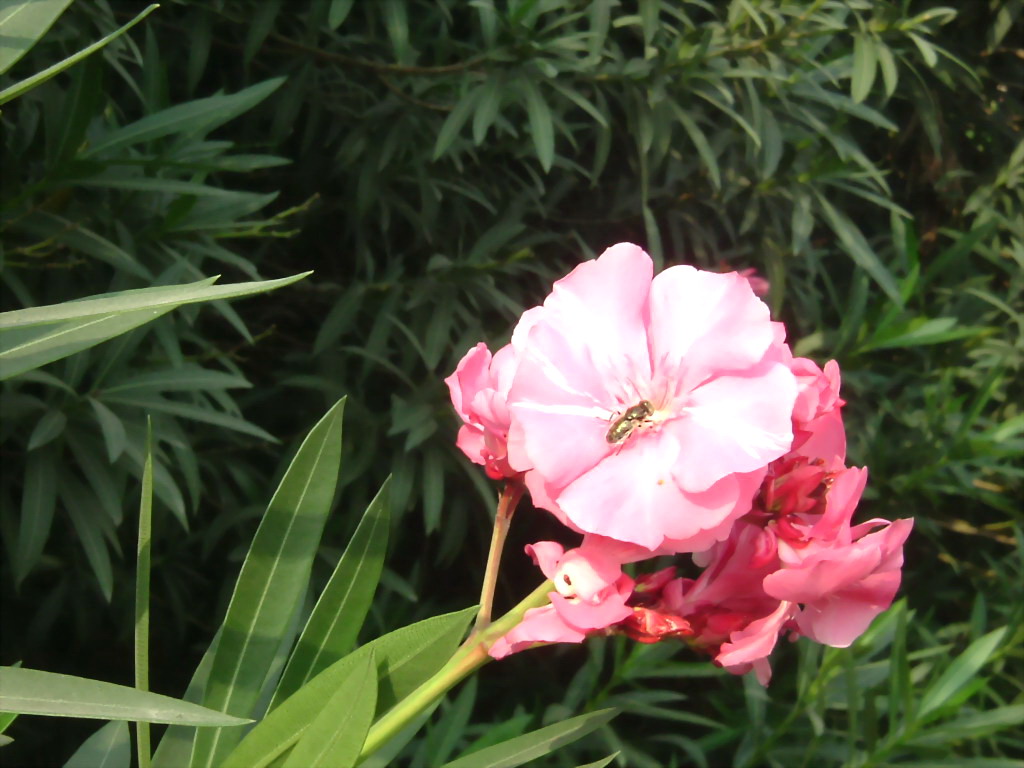 花无缺 摄影 海云天