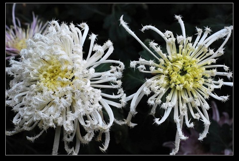 舞动精灵 摄影 芭蕉雨