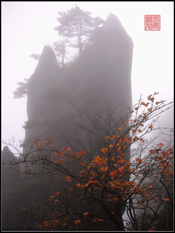 诗配图 黄山红叶 摄影 走马观花