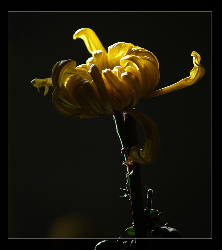 菊花 摄影 灯心草
