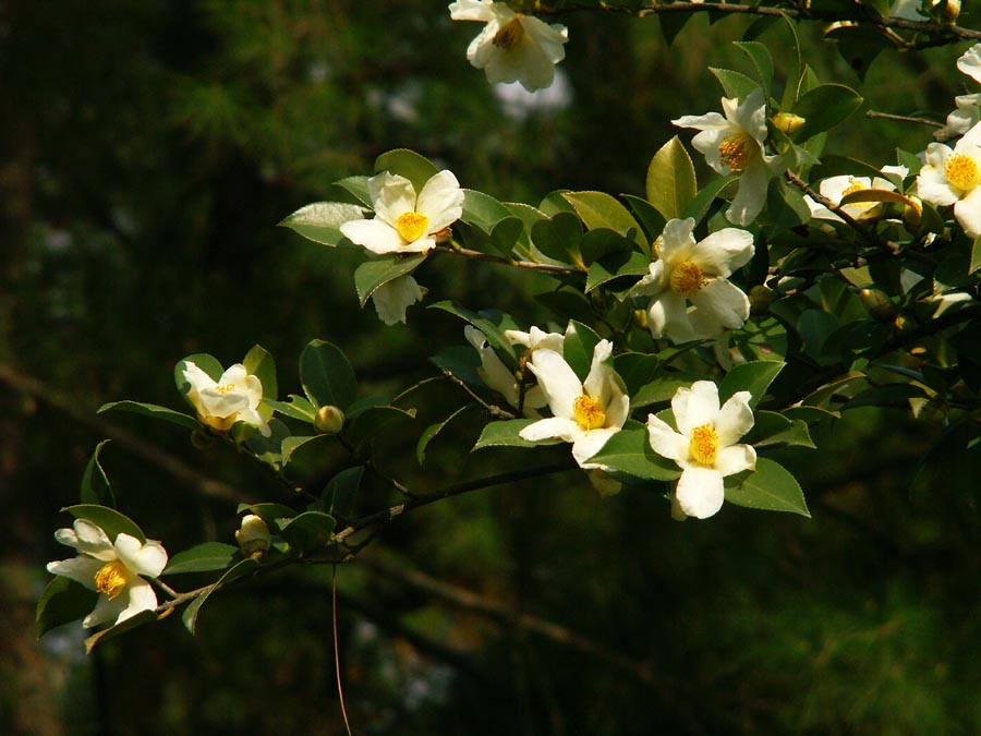 山茶花 摄影 麦冬