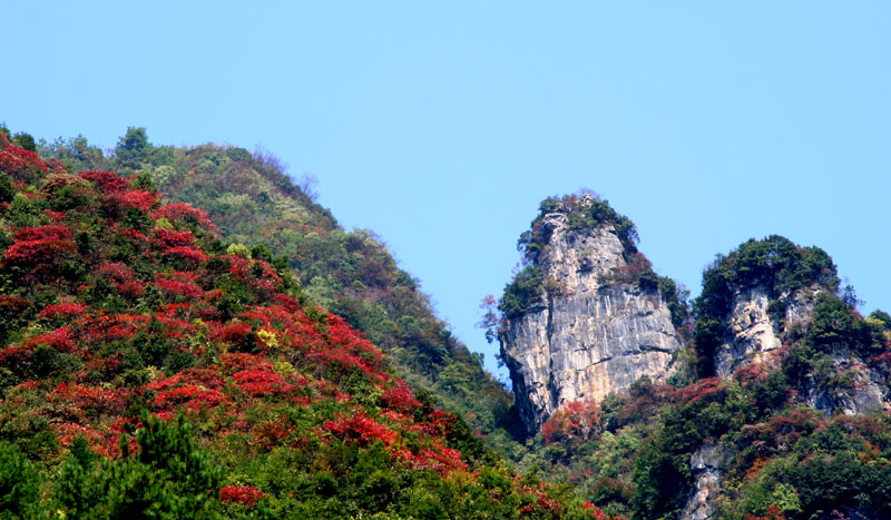 满山红遍 摄影 摄摄迷迷