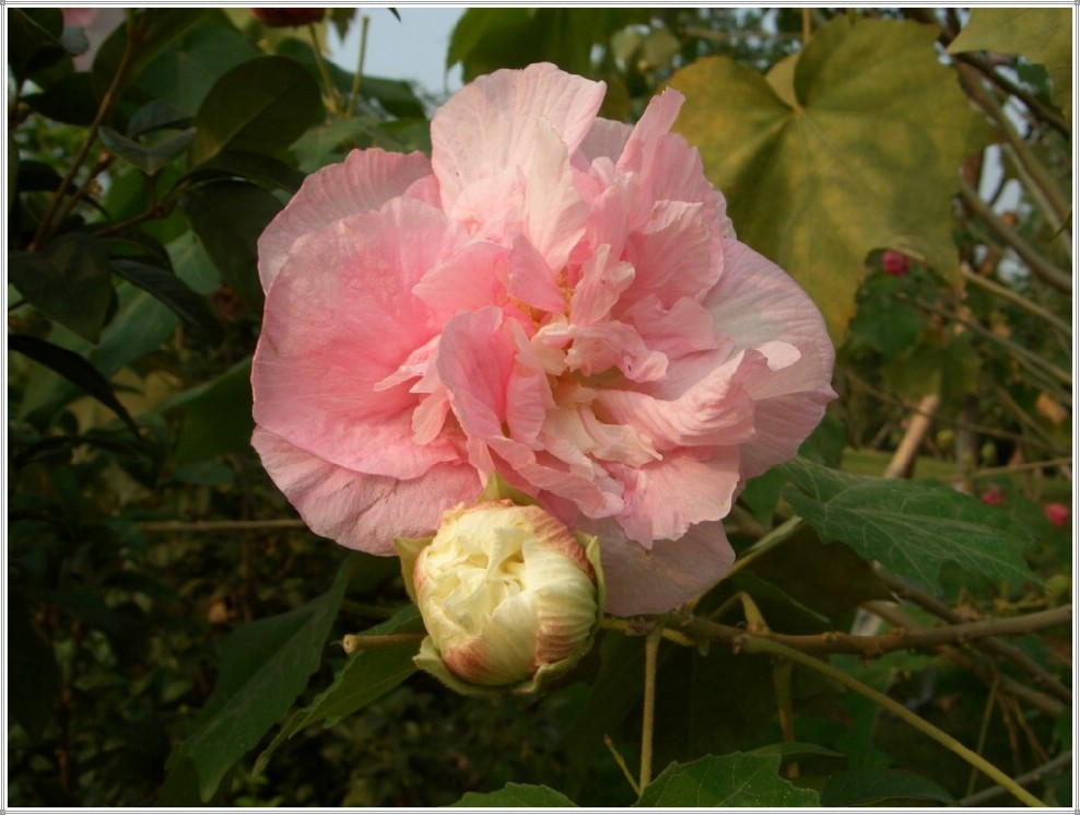 母子芙蓉 摄影 逸翼