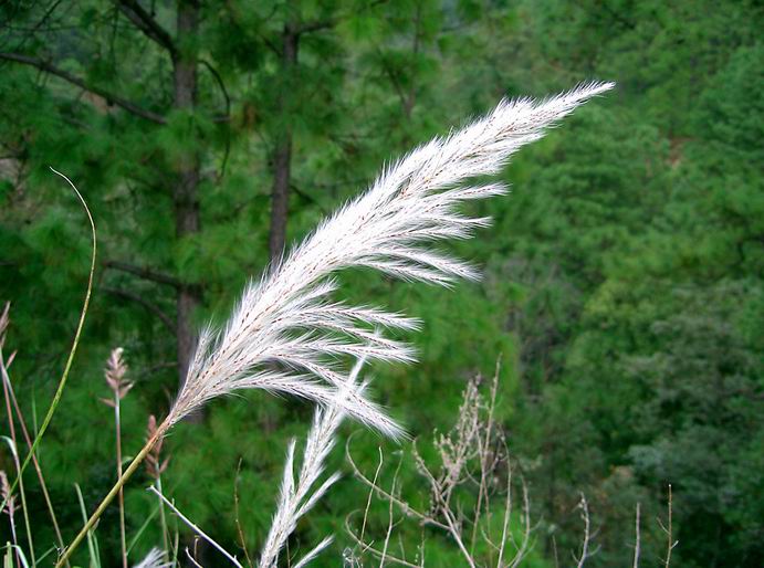 芦苇 摄影 按快门