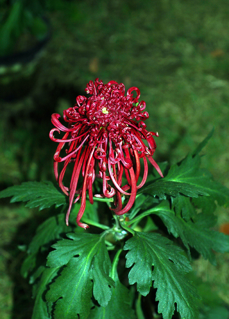 秋菊4 摄影 东方江